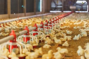 مزارع دجاج التسمين