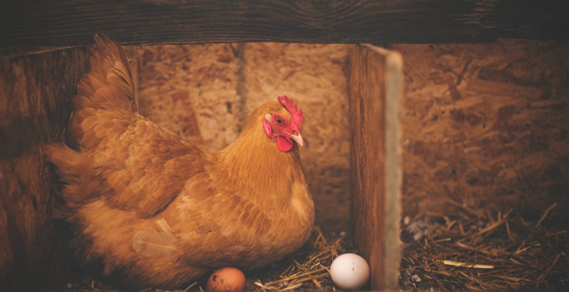 مزارع دجاج التسمين