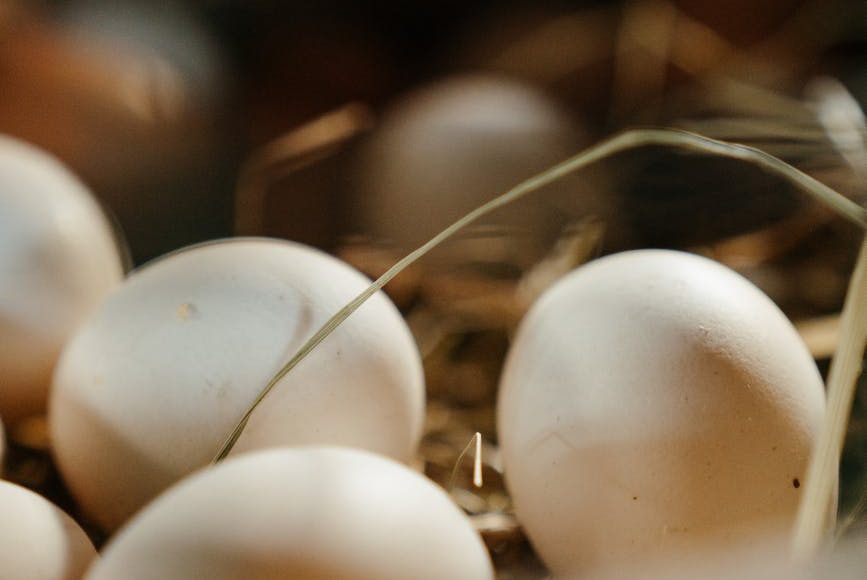 البيض البني والأبيض