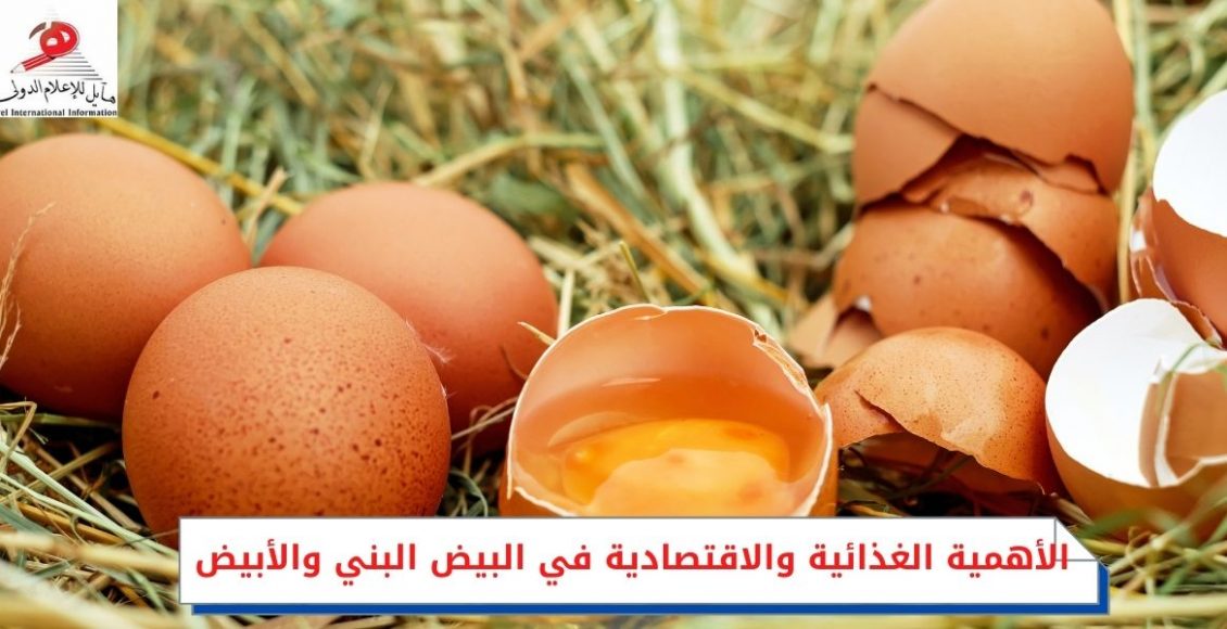 الأهمية الغذائية والاقتصادية في البيض البني والأبيض
