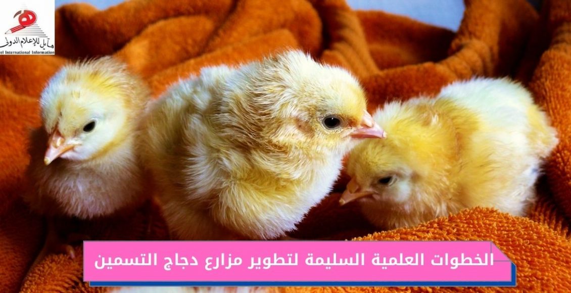 الخطوات العلمية السليمة لتطوير مزارع دجاج التسمين
