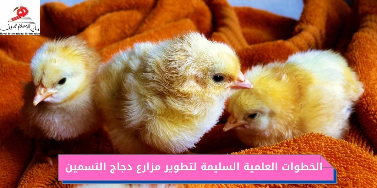 الخطوات العلمية السليمة لتطوير مزارع دجاج التسمين
