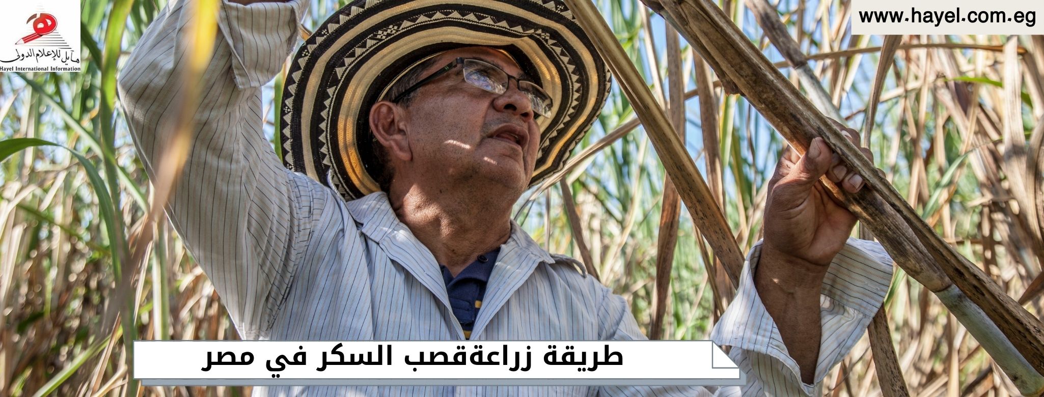 طريقة زراعة قصب السكر في مصر