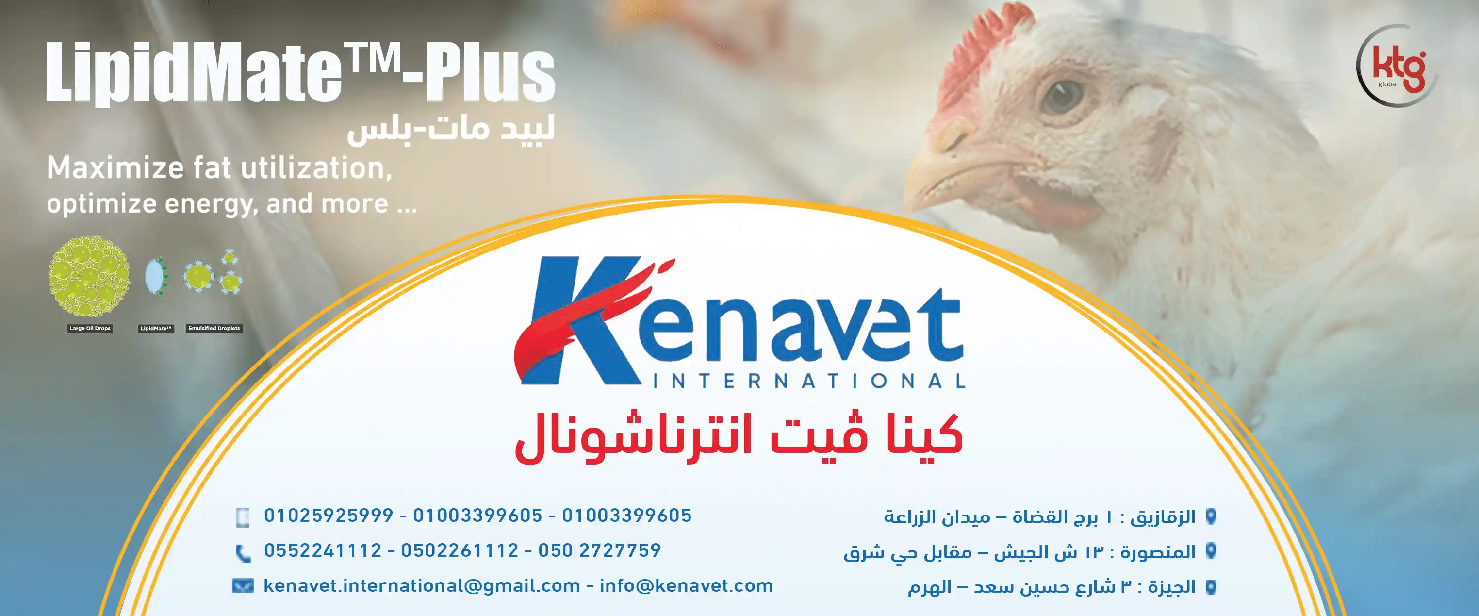 كينا فيت انترناشيونال