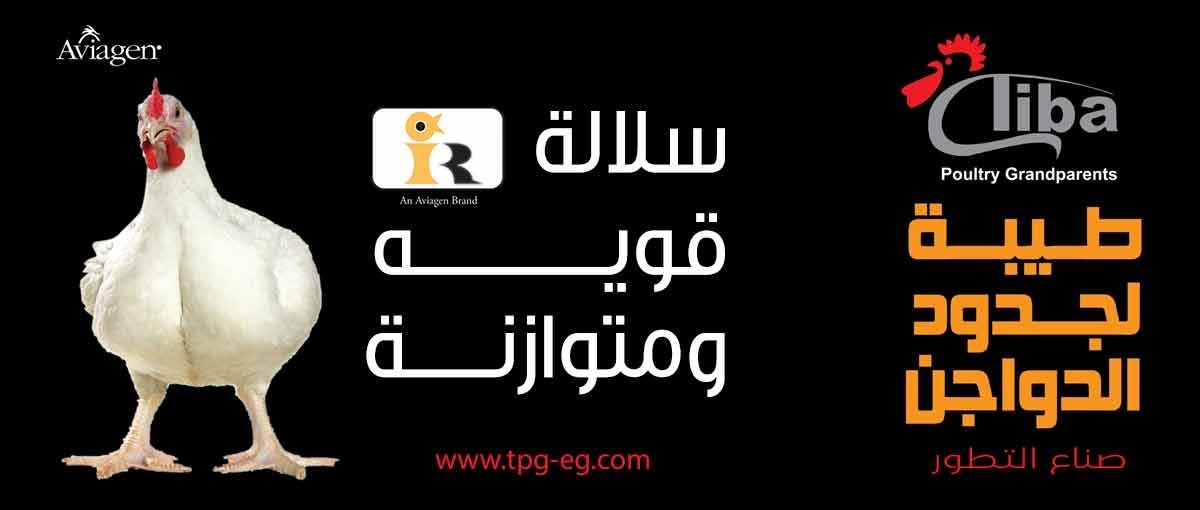 شركات دواجن : مشروعات الدواجن : شركة طيبة لجدود الدواجن