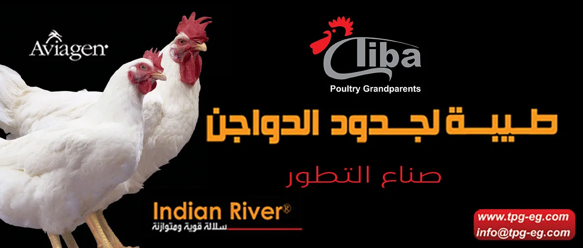  شركة طيبة لجدود الدواجن