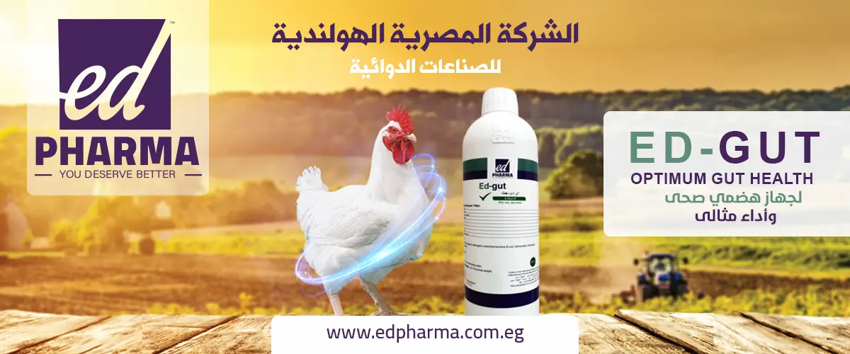 الشركة المصرية الهولندية