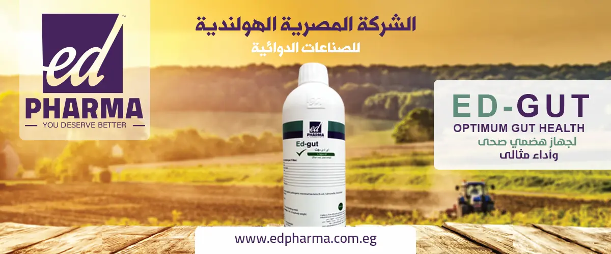 الشركة المصرية الهولندية