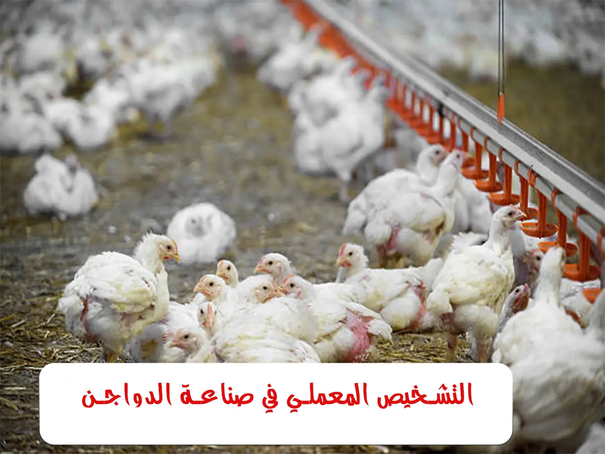 التشخيص المعملي في صناعة الدواجن: الأساس العلمي لمواجهة الأمراض وتقليل الخسائر