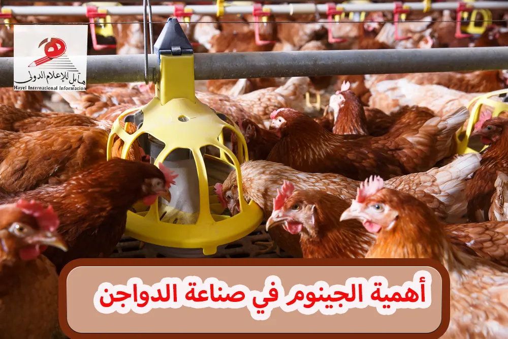 أهمية الجينوم في صناعة الدواجن: الطريق نحو إنتاج أكثر كفاءة واستدامة