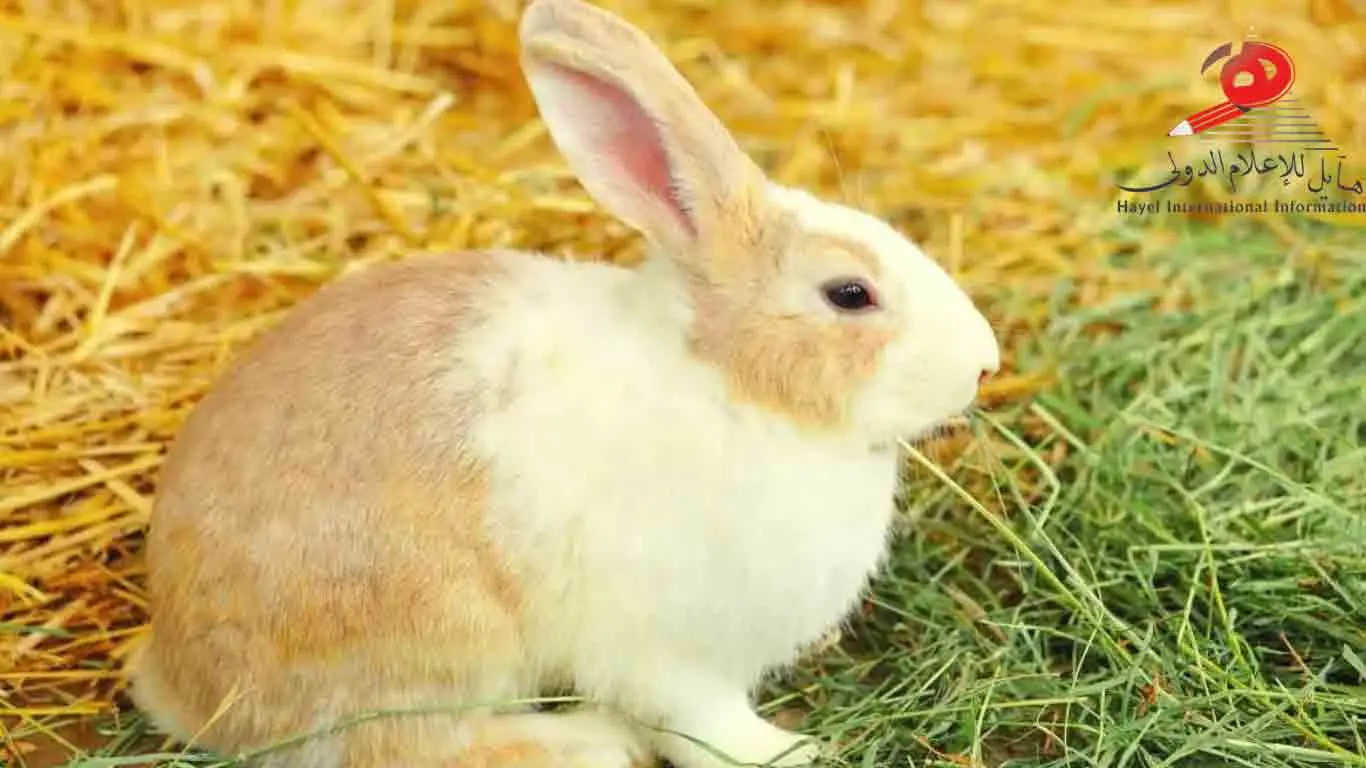 علف الأرانب: أفضل الأنواع والتركيبات وطرق التغذية الصحيحة