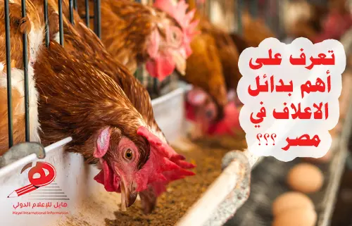 بدائل الأعلاف في مصر 2025: حلول طبيعية واقتصادية لمستقبل الزراعة المستدامة