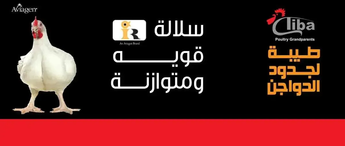 طيبة لجدود الدواجن